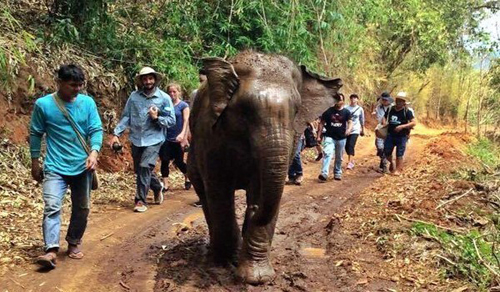 The emotional meeting of the baby elephant was taken as a tourist and a mother