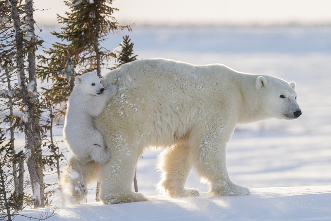 The park has thousands of white bears