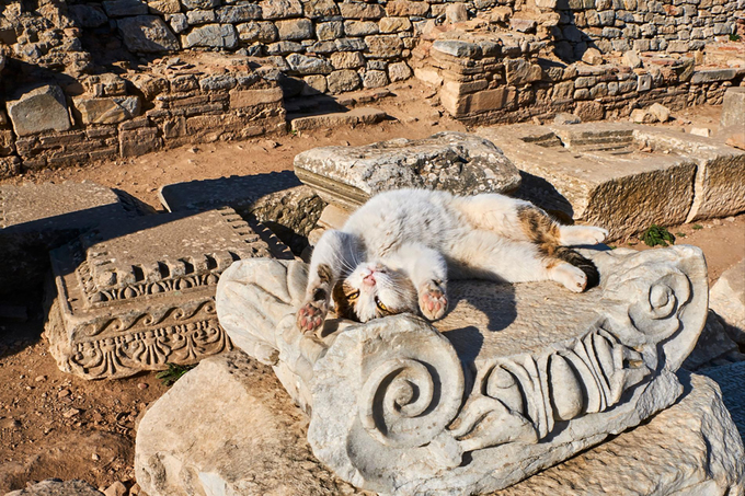 The couple spent 18 years shooting cats on the road of travel