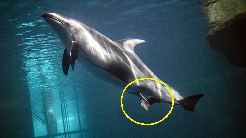 Moment of birth for the mother dolphin in the aquarium in America