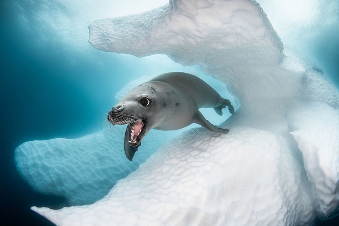 10 photos won the underwater shooting contest