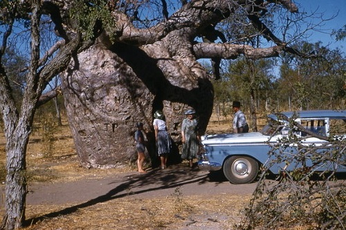 Decipher the mysterious 'prison tree' of 1,500 years old