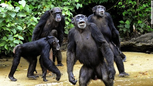 The island of chimpanzee dominates